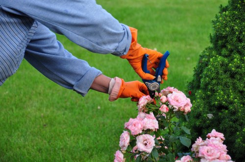 Overgrown hedge being carefully reduced on a Blackheath property
